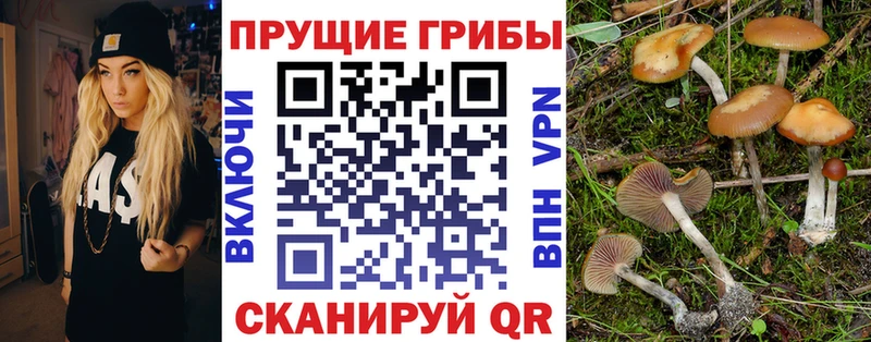 купить наркоту  блэк спрут ССЫЛКА  Галлюциногенные грибы Cubensis  Змеиногорск 
